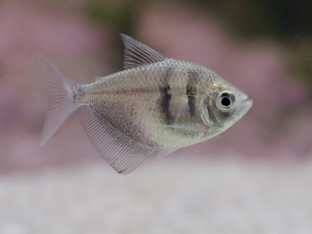 Black Skirt Tetra FISHINABOX