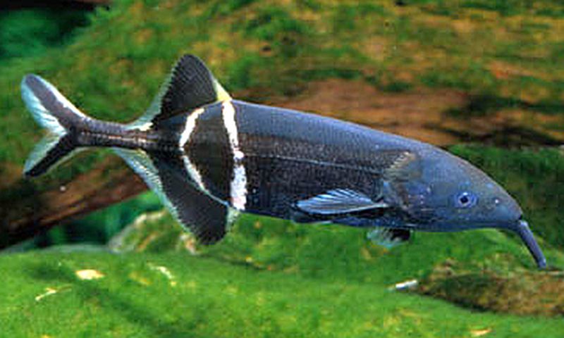 Elephant Nose long trunk FISHINABOX